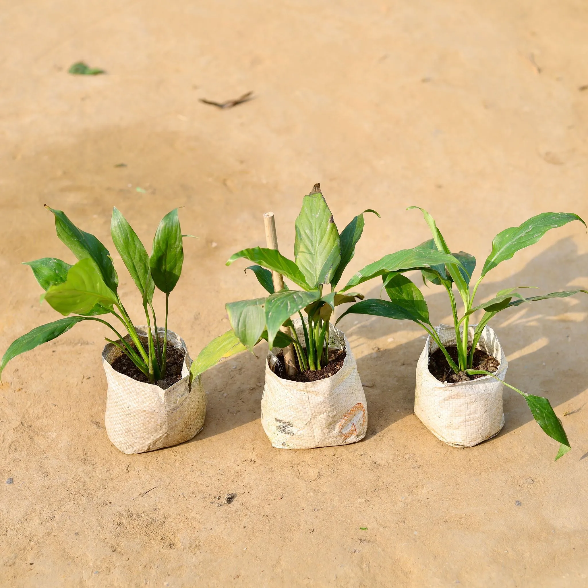 Set of 3 - Peace Lily in 4 inch Nursery Bag