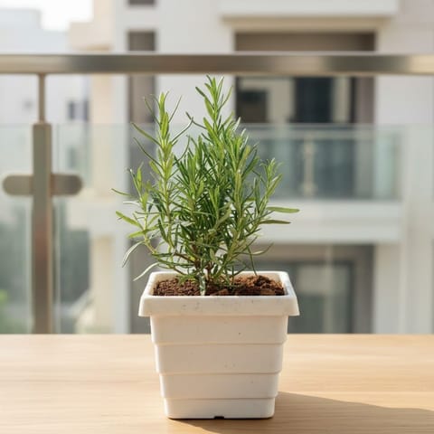 Rosemary in 4 Inch White Marble Premium Orchid Square Plastic Pot