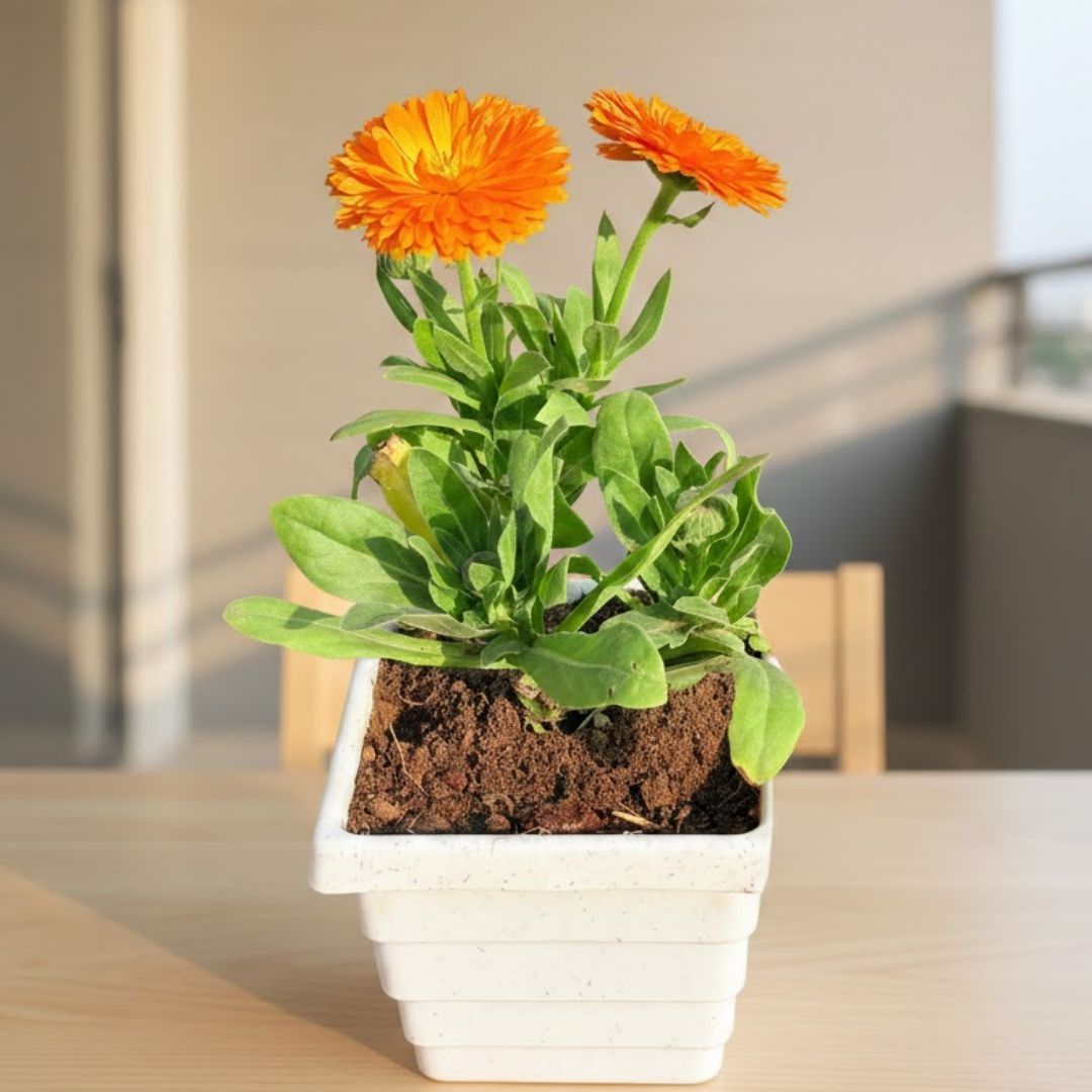Calendula (any colour) in 4 Inch White Marble Premium Orchid Square Plastic Pot