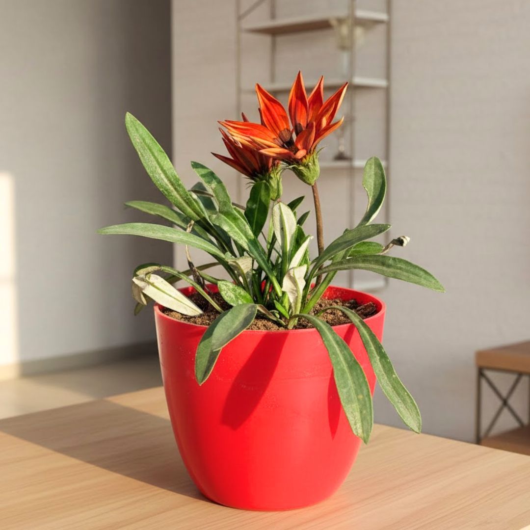 Gazania (any colour) in 4 Inch Red Premium Orchid Round Plastic Pot