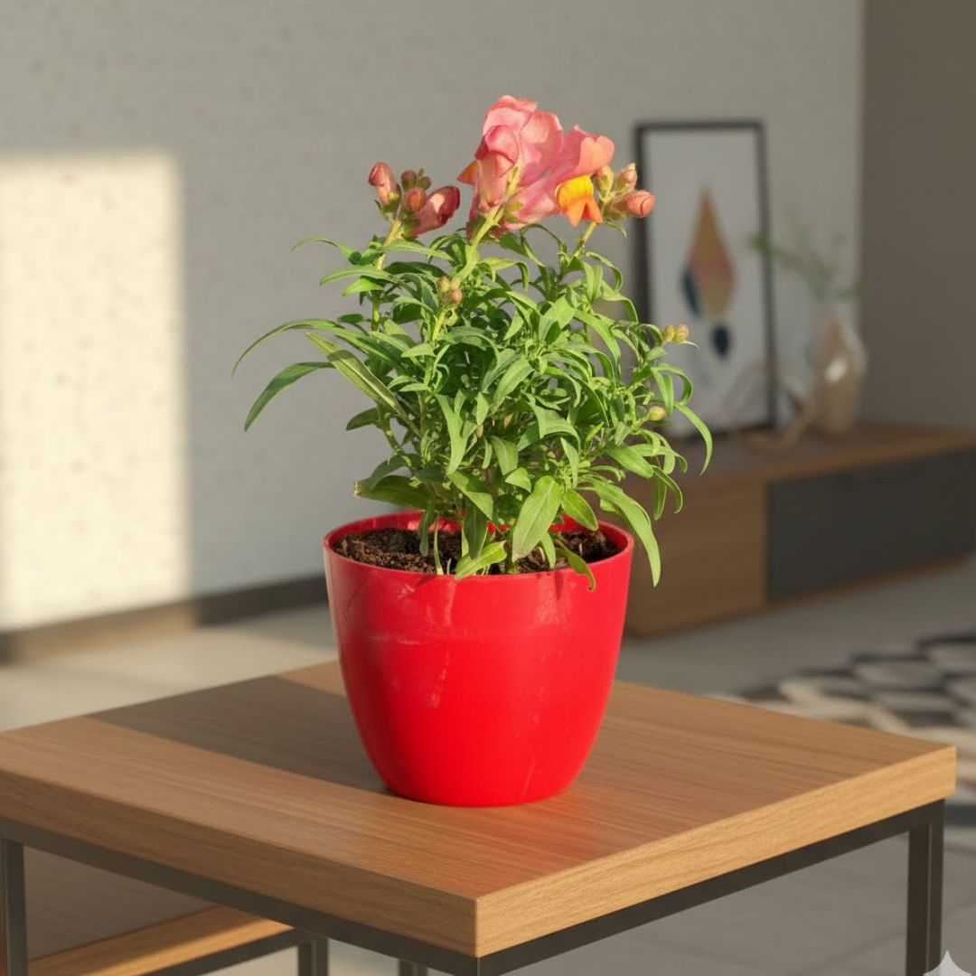 Antirrhinum Majus / Dog Flower (any colour) in 4 Inch Red Premium Orchid Round Plastic Pot