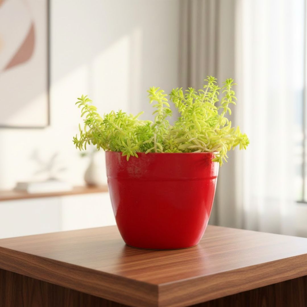 Sedum Golden in 4 Inch Red Premium Orchid Round Plastic Pot