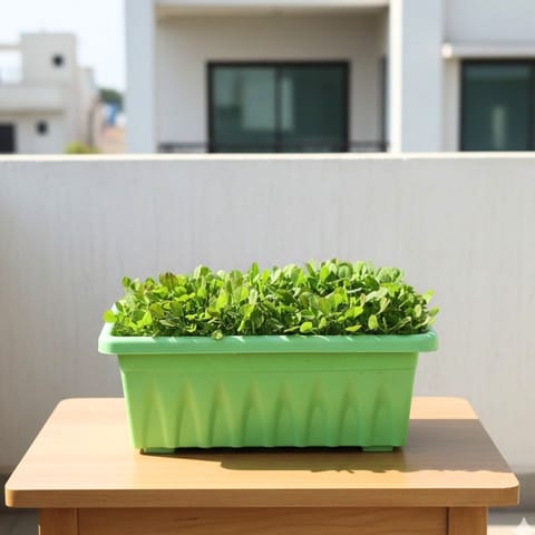 Methi / Fenugreek in 14 Inch Green Premium Jupiter Rectangular Window Planter