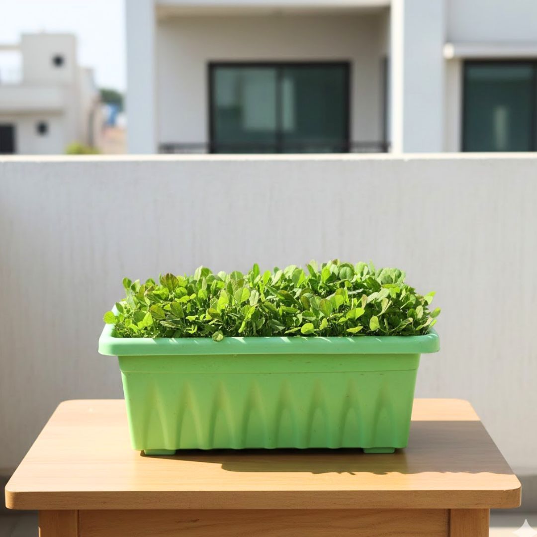 Methi / Fenugreek in 14 Inch Green Premium Jupiter Rectangular Window Planter