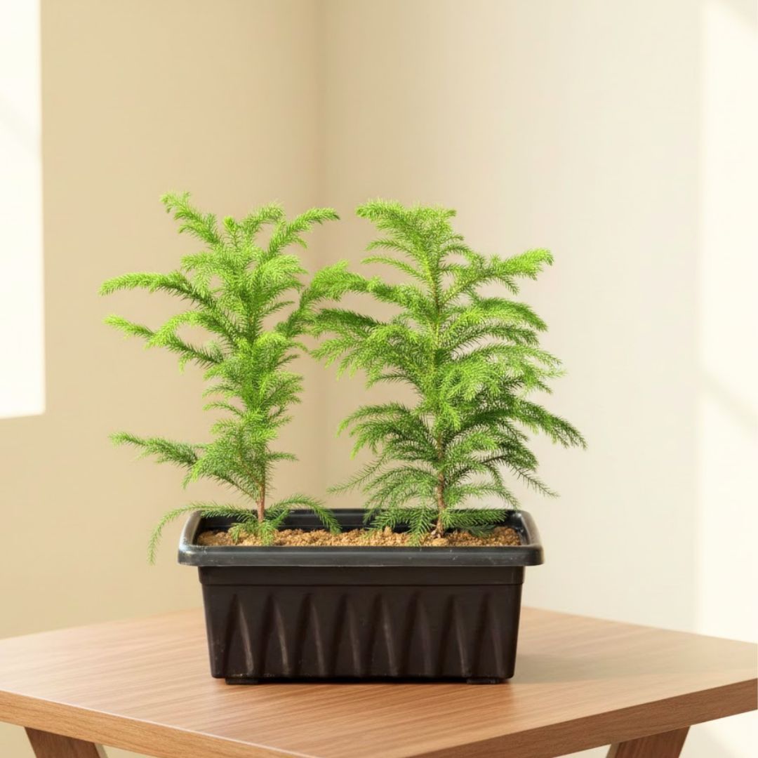 Two Araucaria / Christmas Tree (~ 1.5 Ft) in 17 Inch Black Premium Supreme Window Plastic Planter