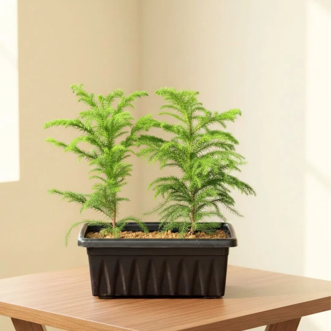 Two Araucaria / Christmas Tree (~ 1.5 Ft) in 17 Inch Black Premium Supreme Window Plastic Planter