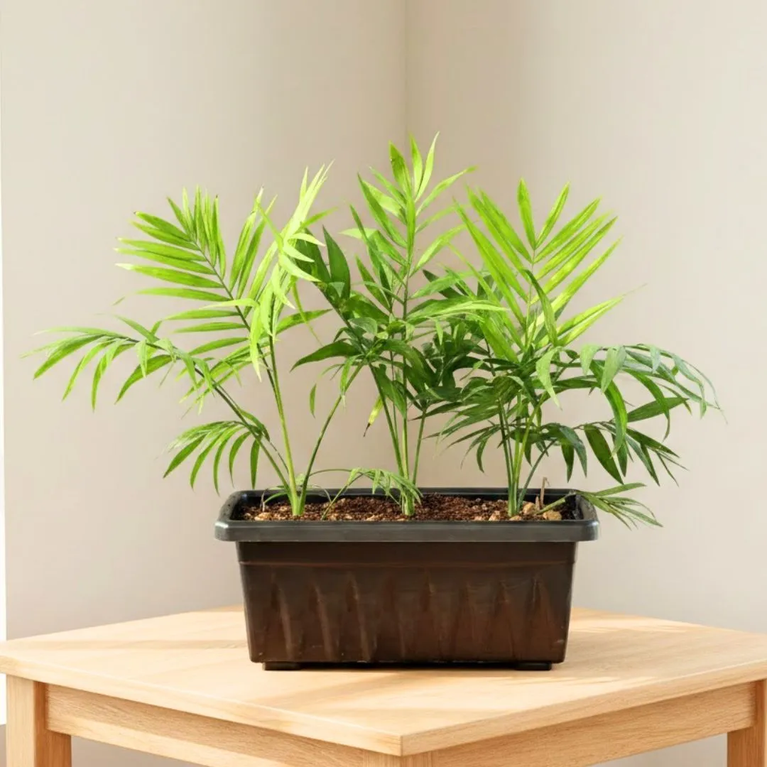 Three Chamaedorea Palm in 17 Inch Black Premium Supreme Window Plastic Planter