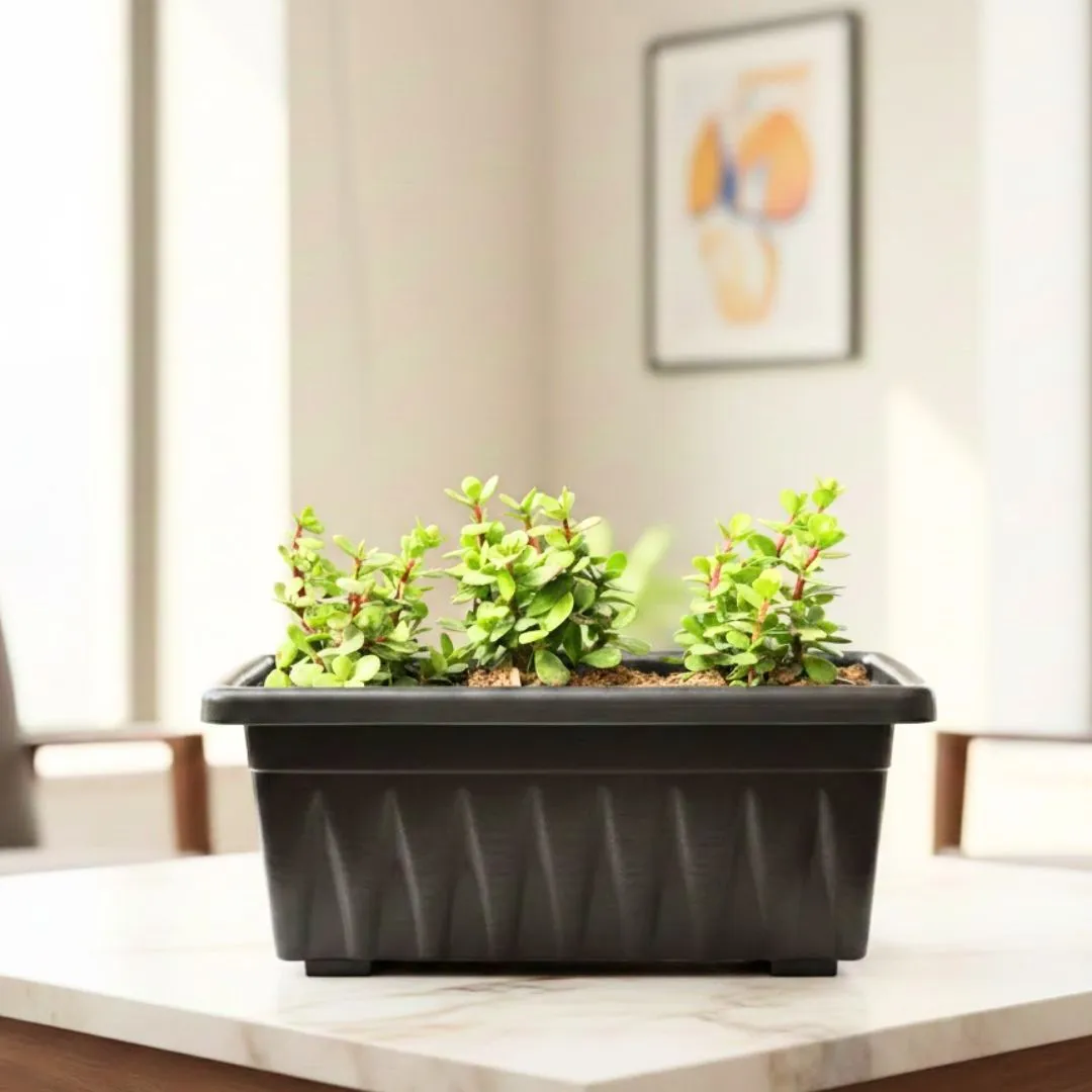 Three Jades Pune in 17 Inch Black Premium Supreme Window Plastic Planter