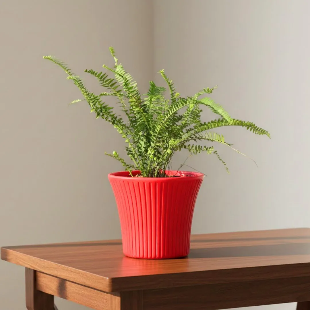 Fern Green in 8 Inch Red Sunrise Plastic Pot