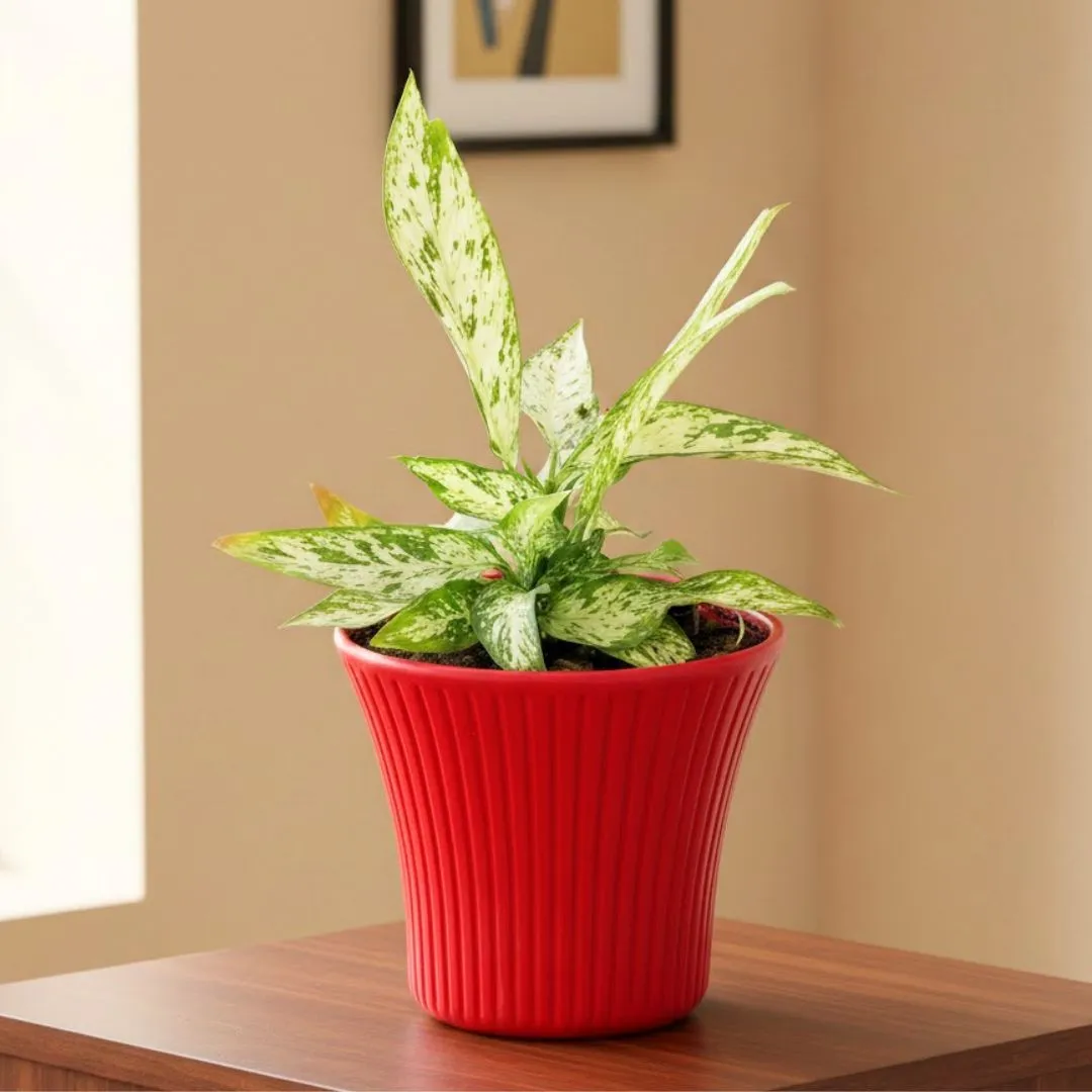 Exotic Dieffenbachia Snowdrift Gem Pune in 8 Inch Red Sunrise Plastic Pot