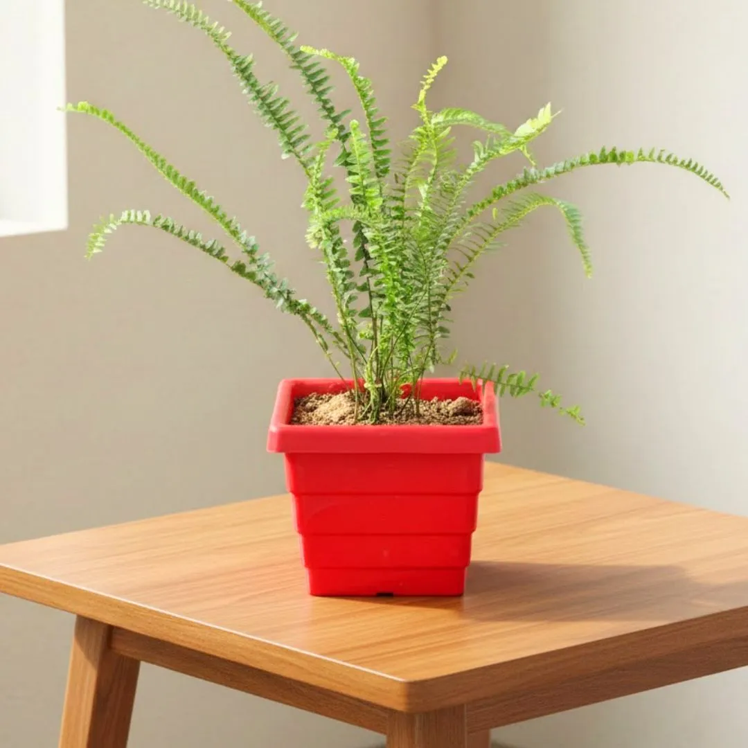 Fern Green in 6 Inch Red Premium Orchid Square Plastic Pot