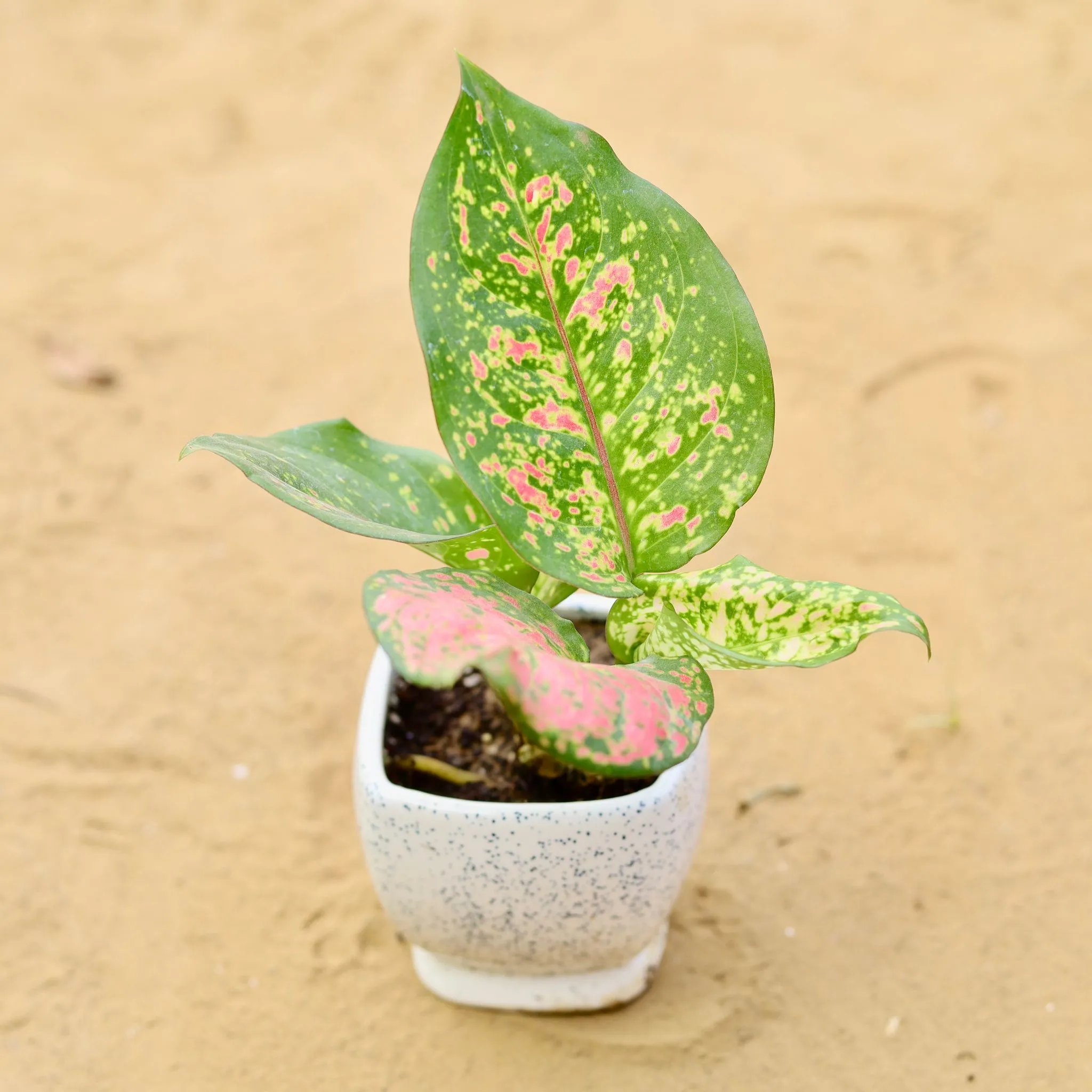 Aglaonema Pink in 3 inch Sky White Stylish Square Shaped Ceramic Pot