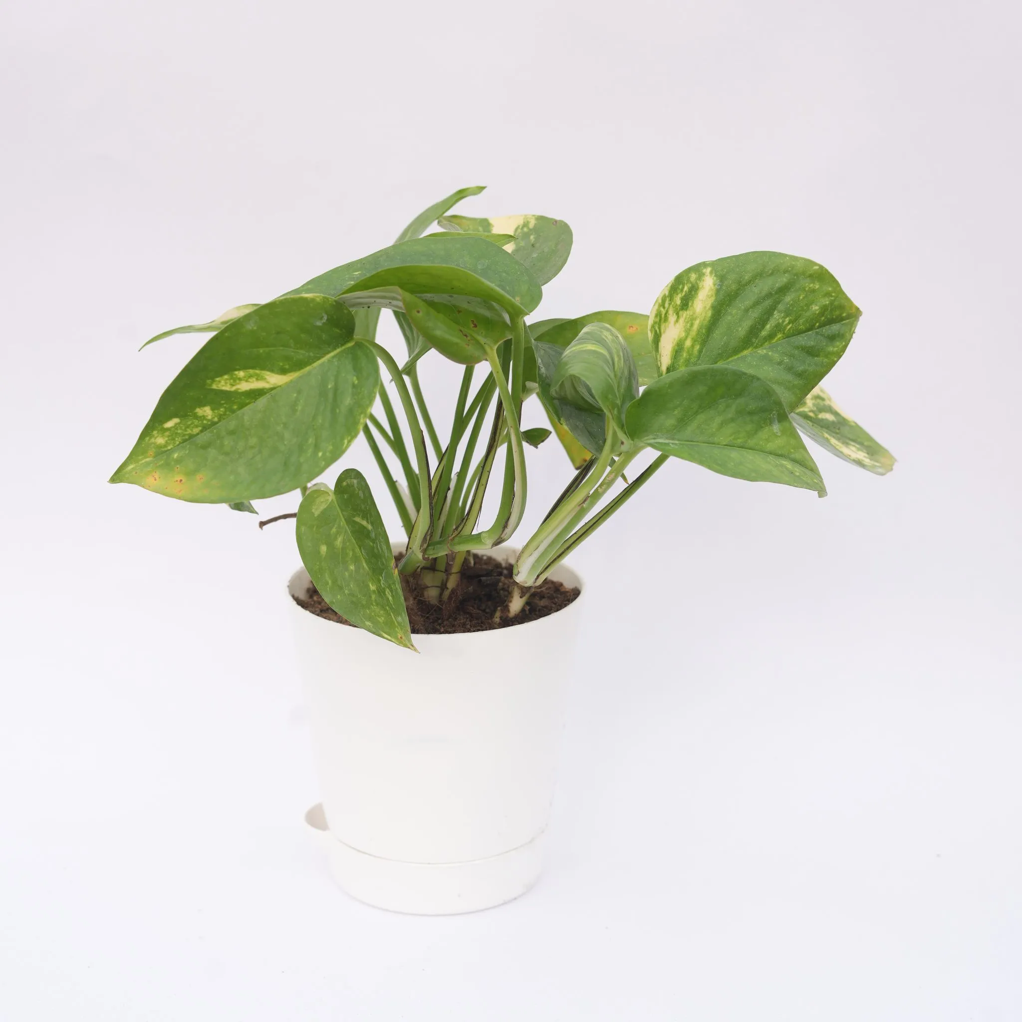 Money Plant Green in 4 Inch White Florence Self Watering Pot