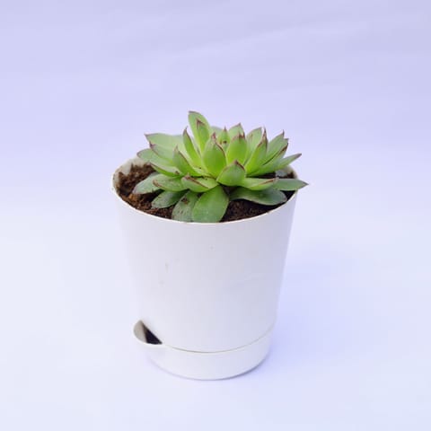 Lakshmi / Laxmi Kamal in 4 Inch White Florence Self Watering Pot