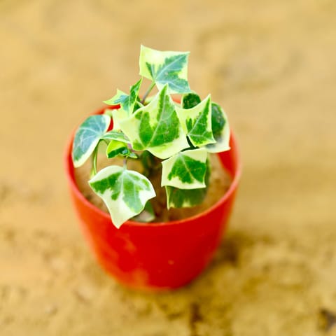 English Ivy in 4 Inch Red Premium Orchid Round Plastic Pot