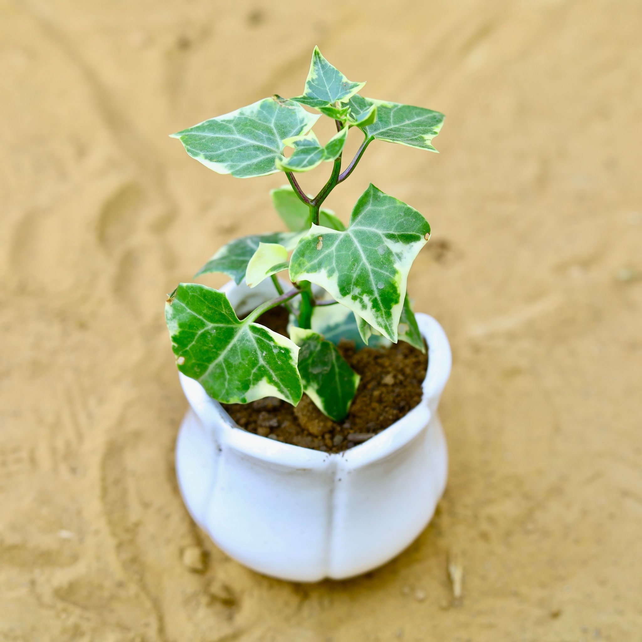 English Ivy in 3.5 Inch White Tulip Designer Ceramic Pot