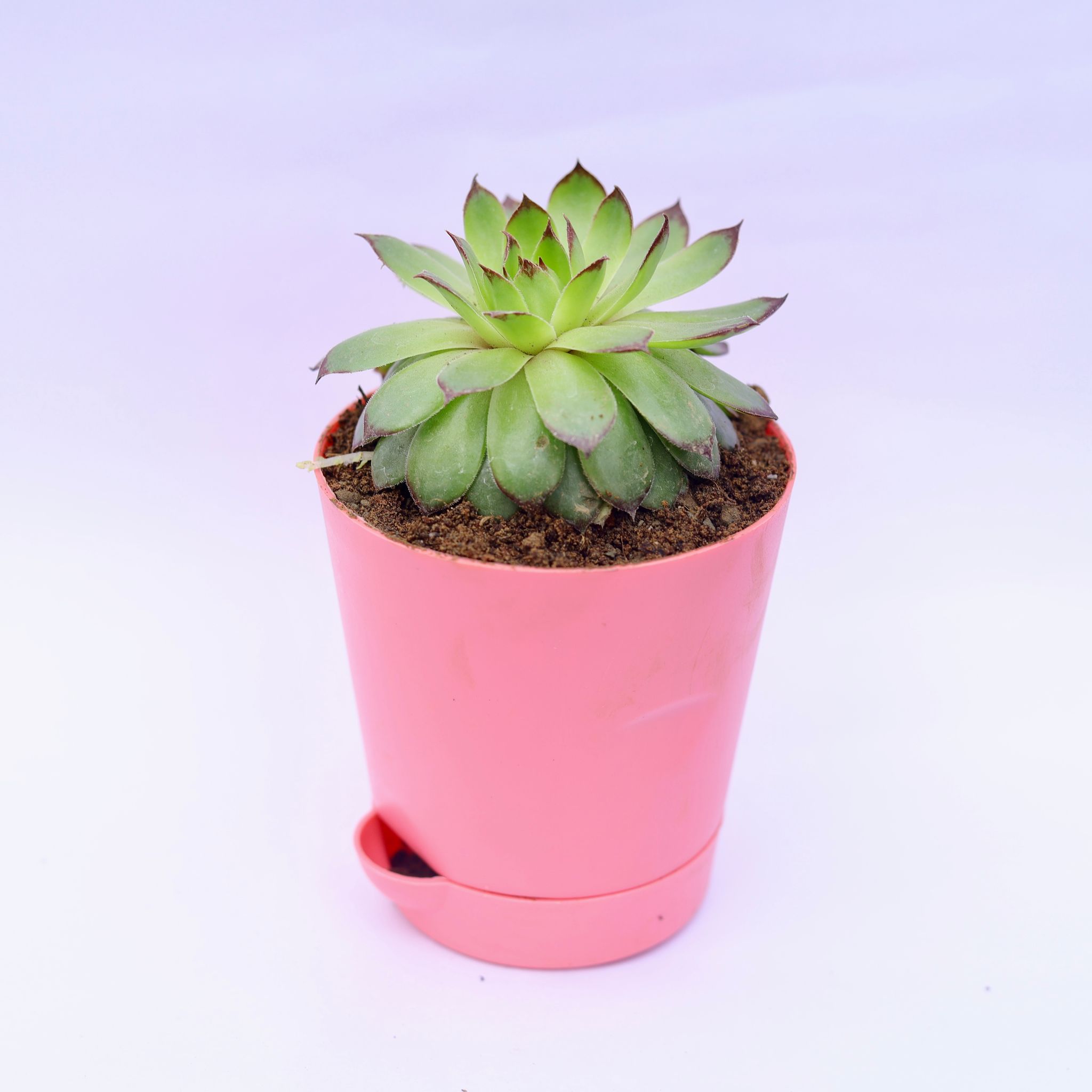 Lakshmi / Laxmi Kamal in 4 Inch Pink Florence Self Watering Pot