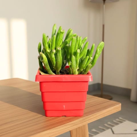Crassula Finger Succulent in 4 Inch Red Premium Orchid Square Plastic Pot