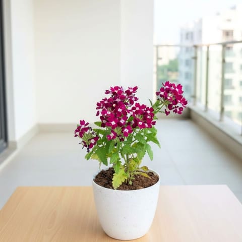 Verbena (any colour) in 4 Inch White Premium Orchid Round Plastic Pot