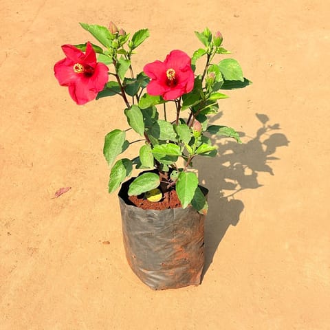 Hibiscus / Gudhal Dwarf Red in 6 Inch Nursery Bag