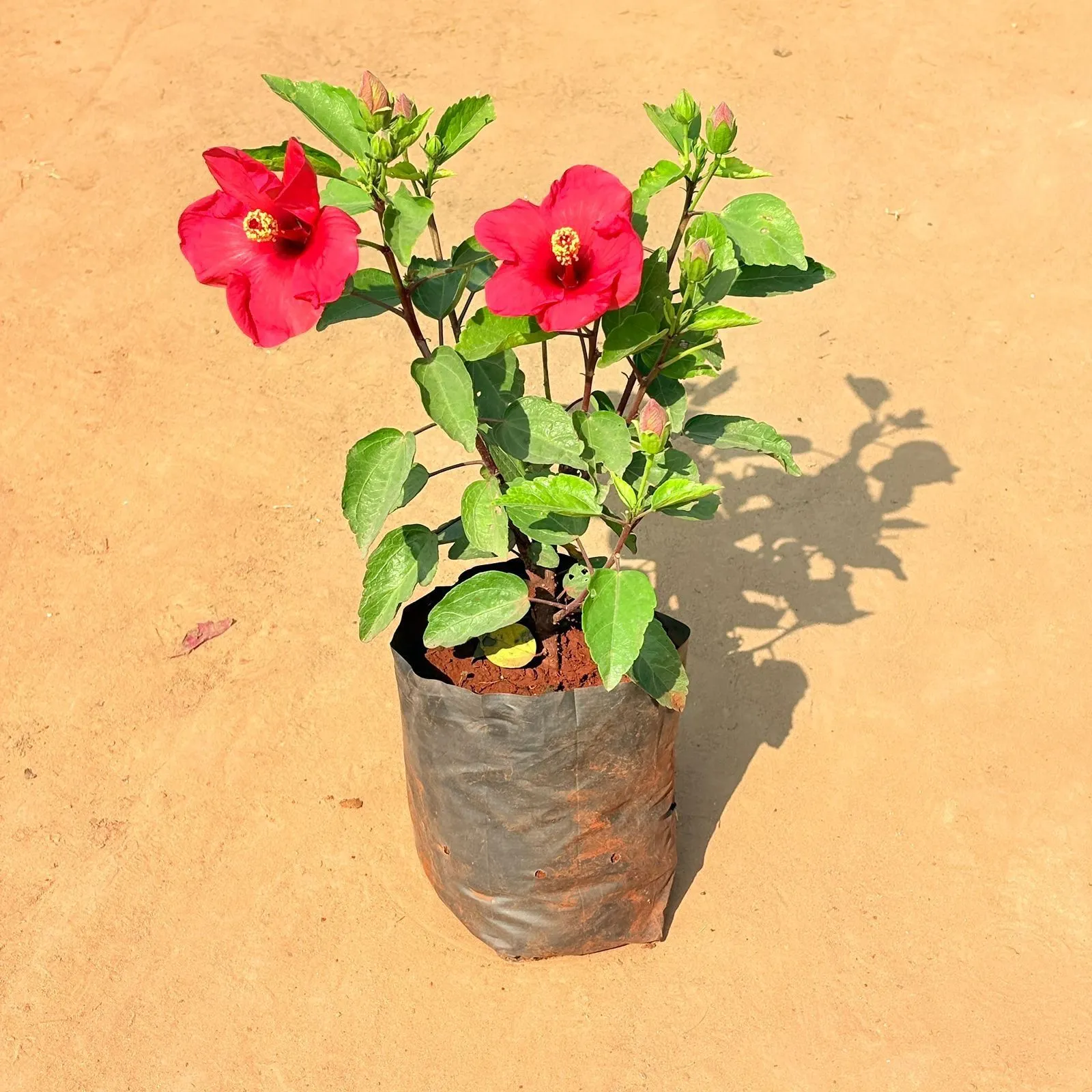 Hibiscus / Gudhal Dwarf Red in 6 Inch Nursery Bag