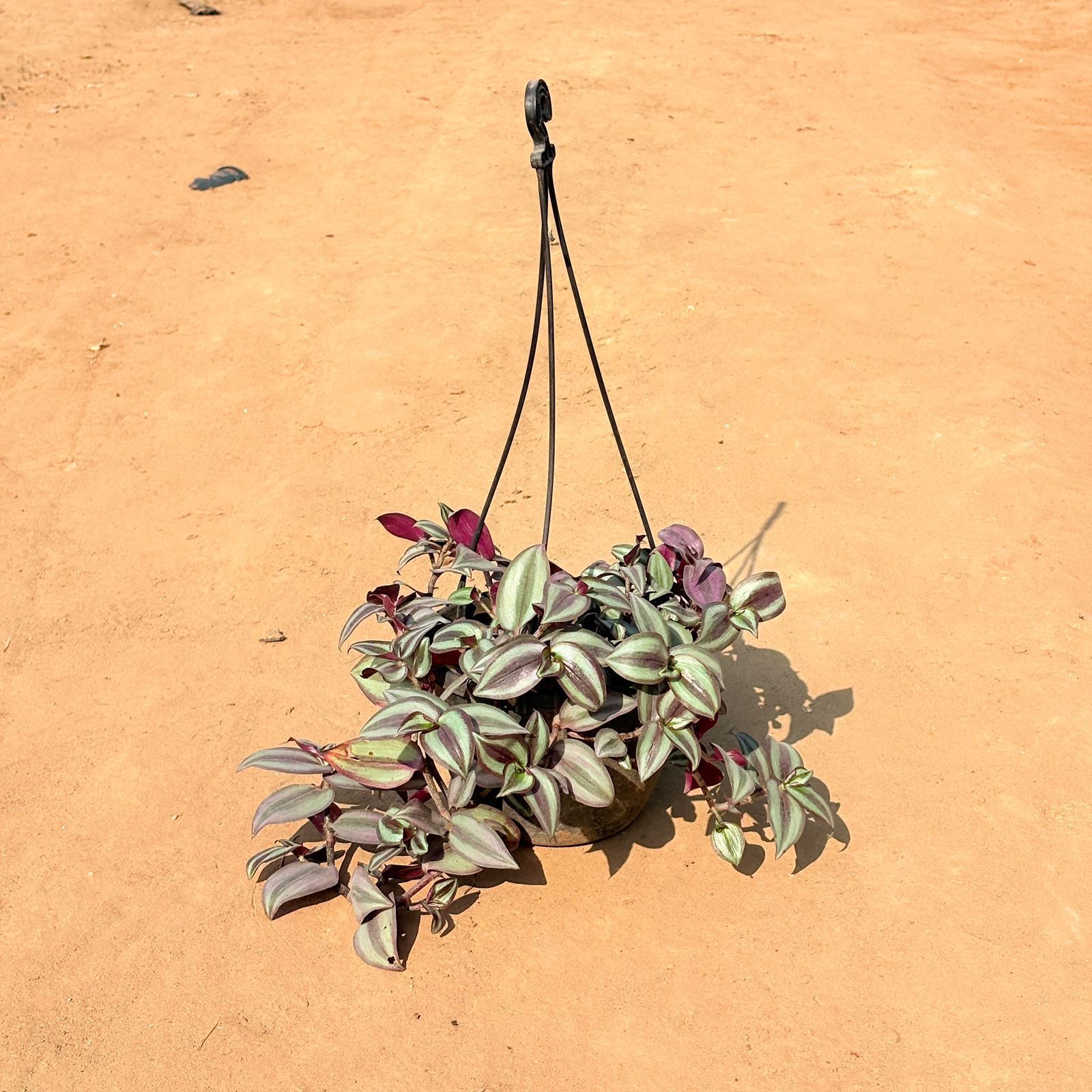 Colorful Wandering Jew in 6 Inch Hanging Basket