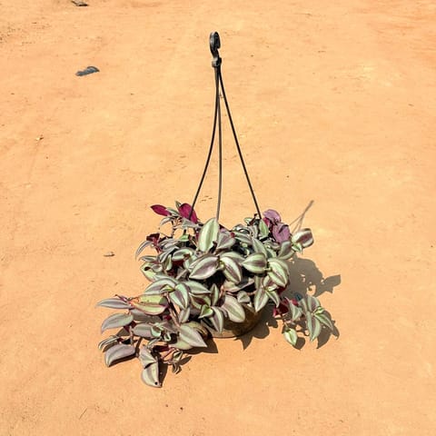 Colorful Wandering Jew in 6 Inch Hanging Basket