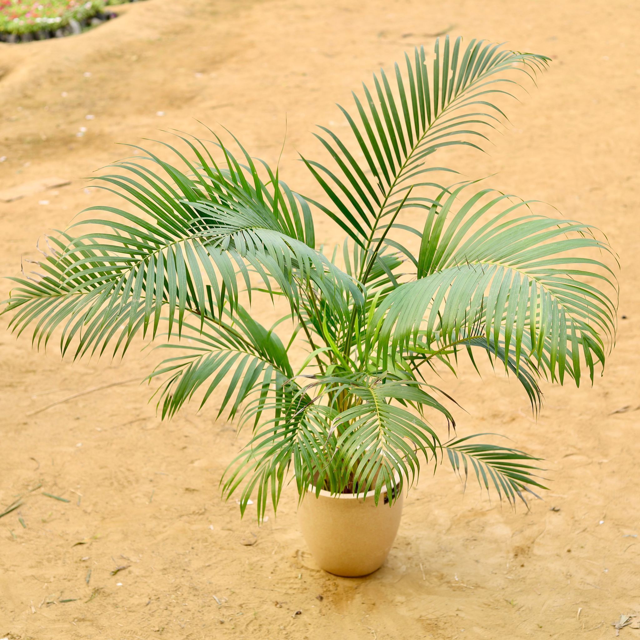 Areca Palm (~ 5 Ft) Bushy in 12 X 12 Inch Sandstone Premium Convessa Fiberglass Planter