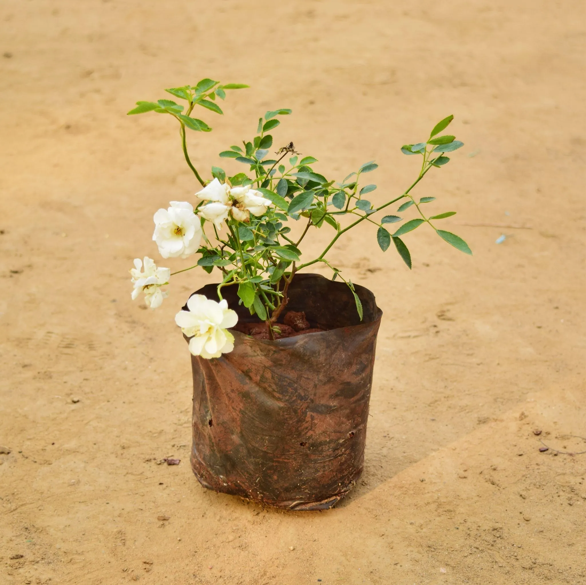 Button Rose White in 5 Inch Nursery Bag