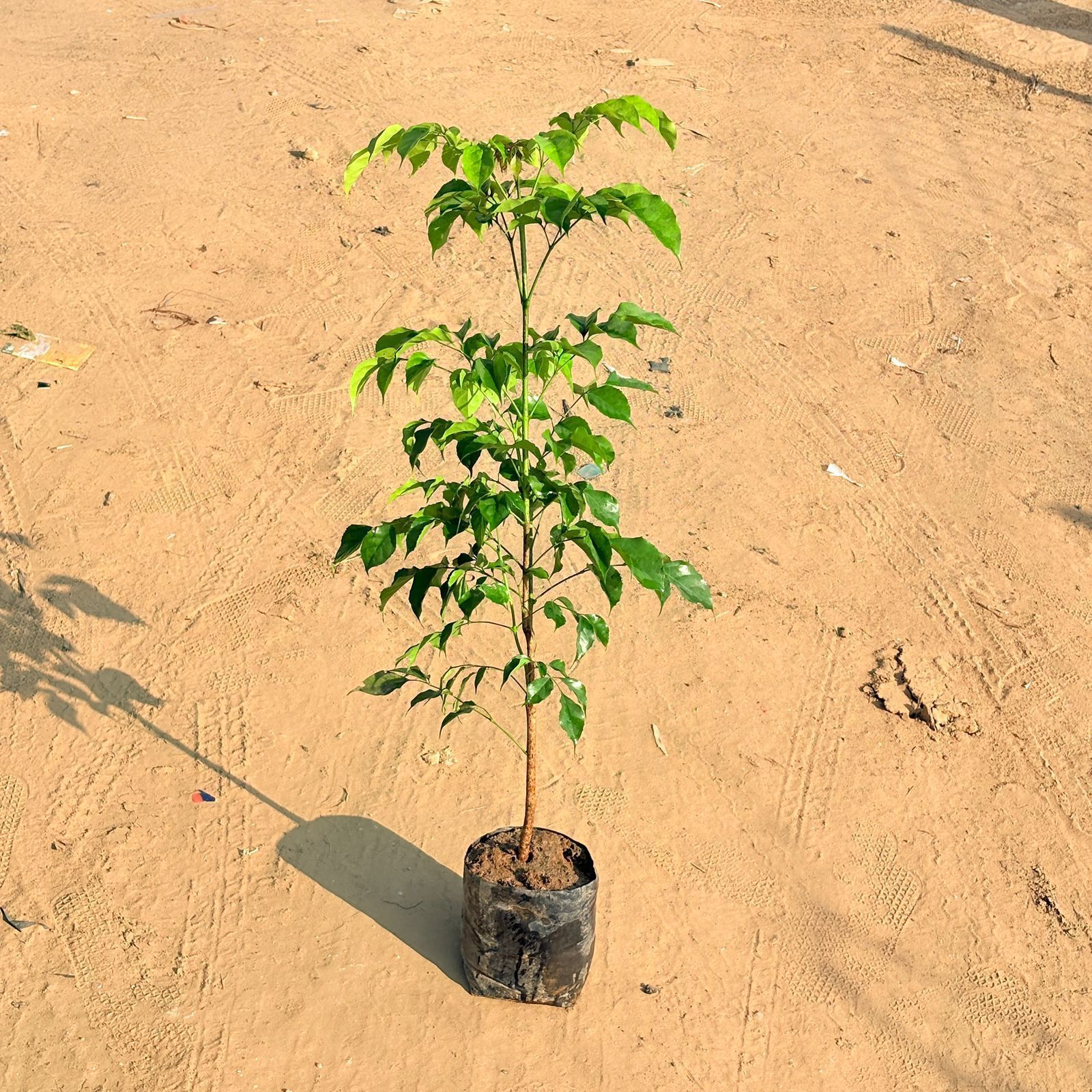 Radermachera / China Doll (~ 2 Ft) in 3 Inch Nursery Bag