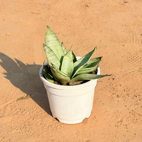 Snake Silver Moonshine Sansevieria in 4 Inch White Nursery Pot - Air Purifying