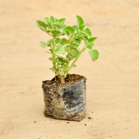 Ajwain Plant in 4 inch Nursery Bag