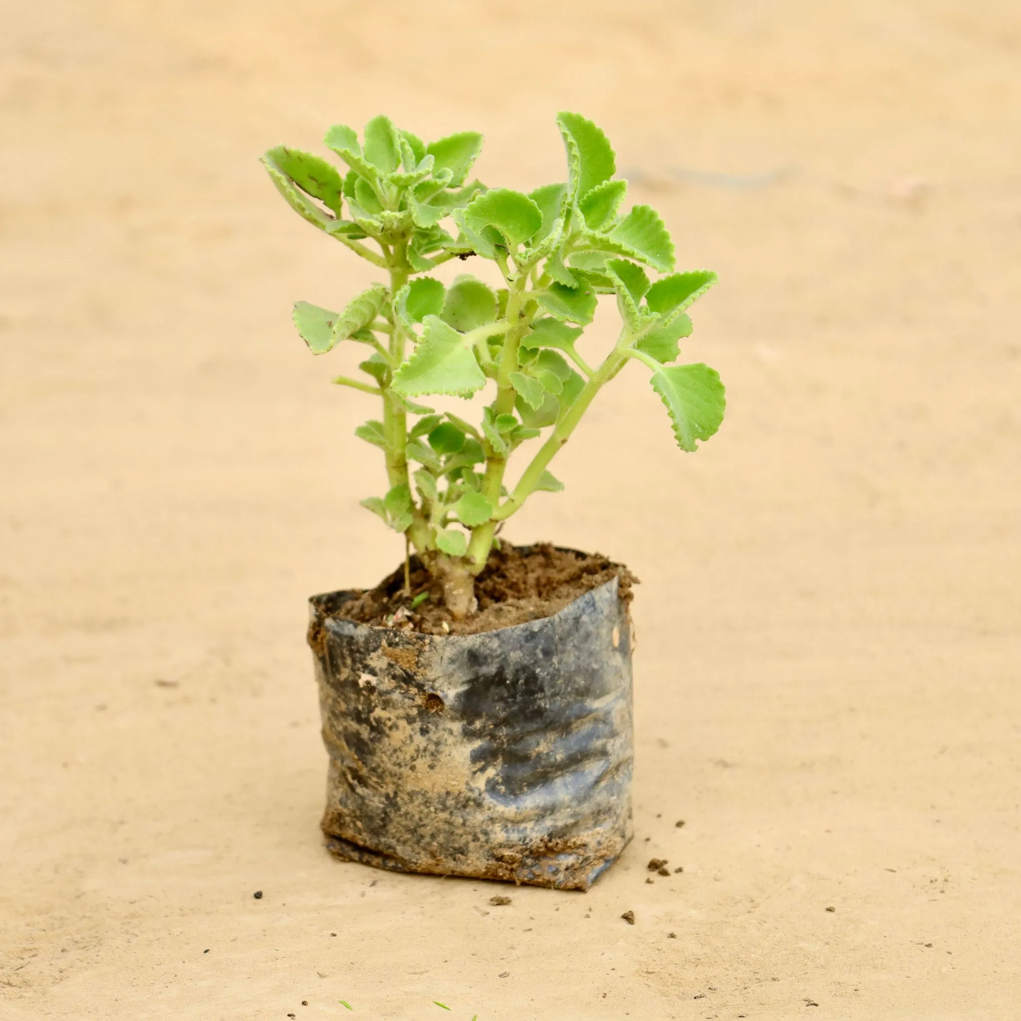 Ajwain Plant in 4 inch Nursery Bag