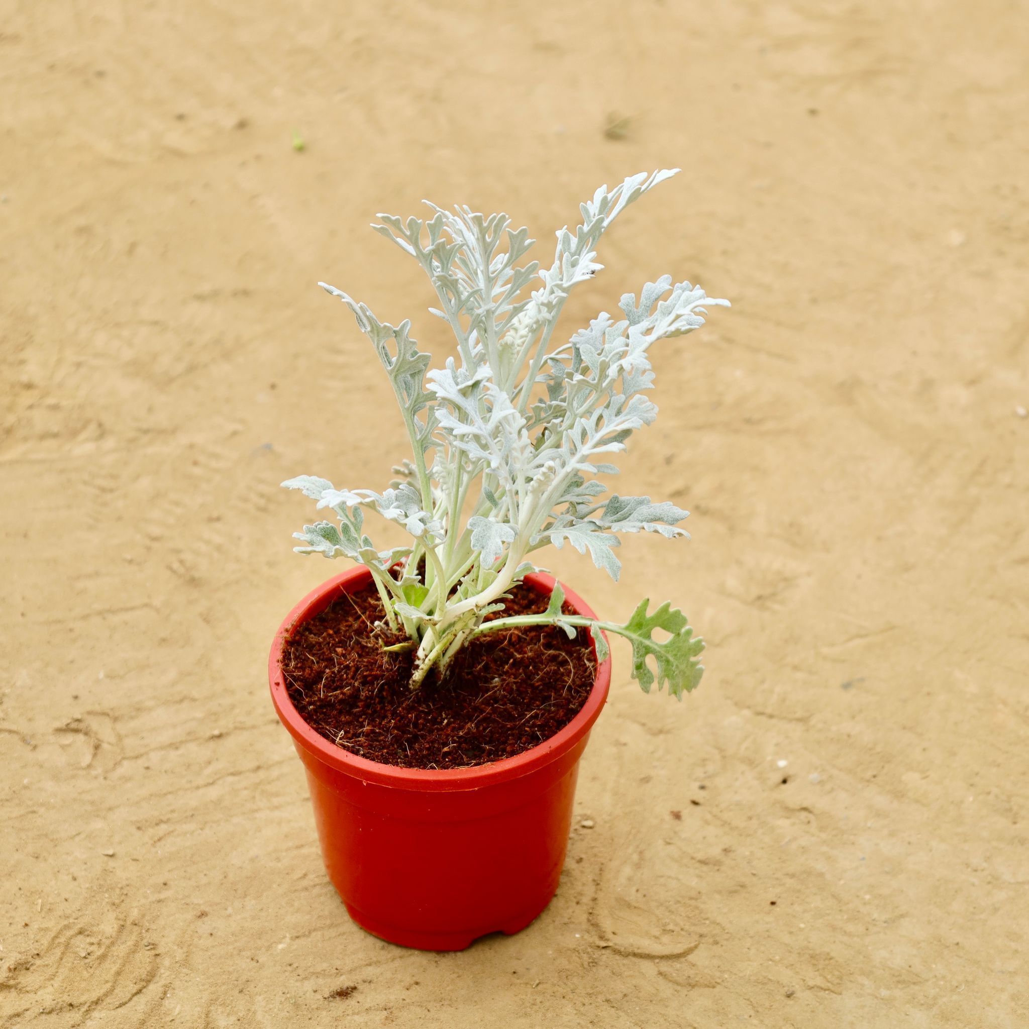 Silver Dust in 4 Inch Red Nursery Pot