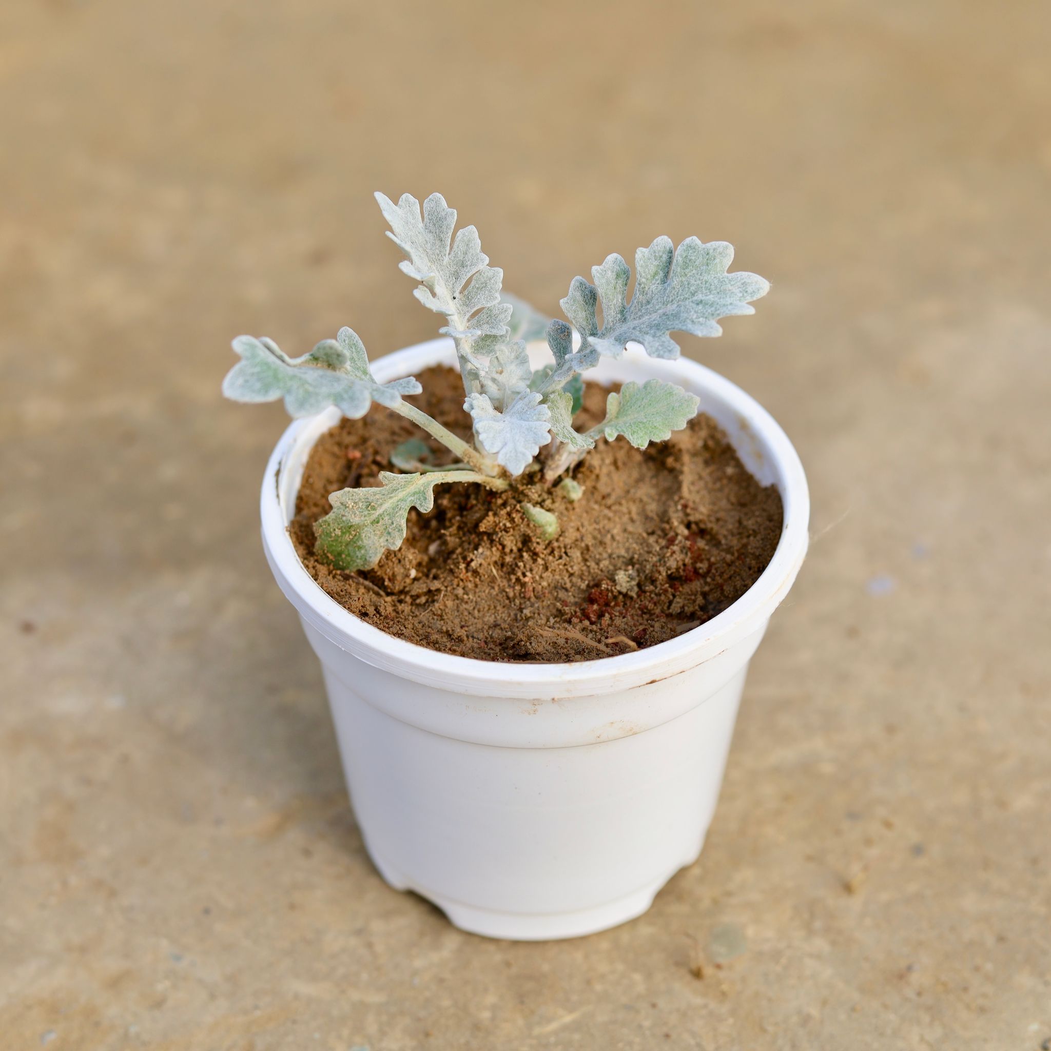 Silver Dust in 4 Inch White Nursery Pot