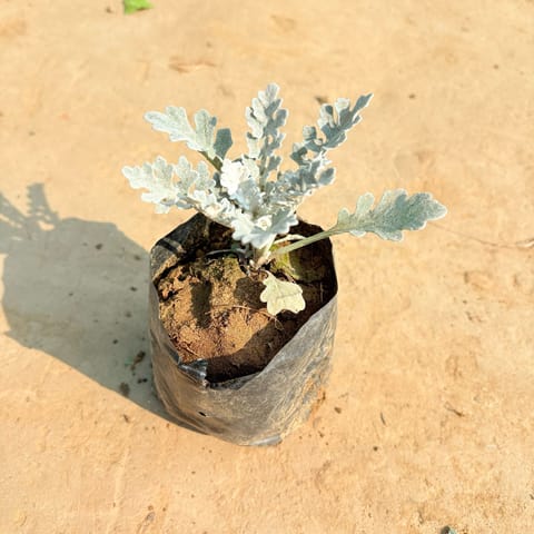 Silver Dust in 3 inch Nursery Bag