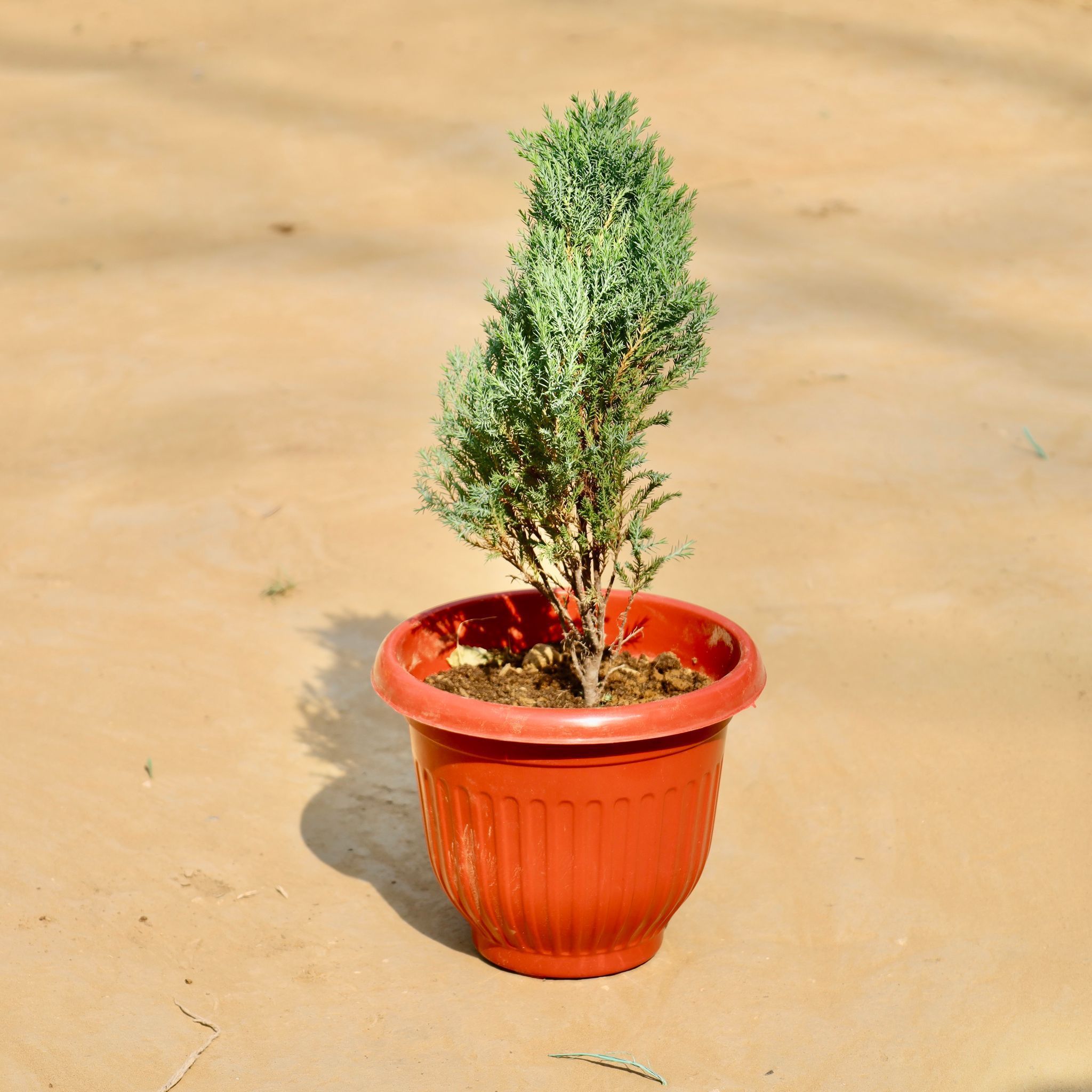 Golden cypress (~ 2 Ft)  in 8 Inch Terracotta Red Olive Plastic Pot