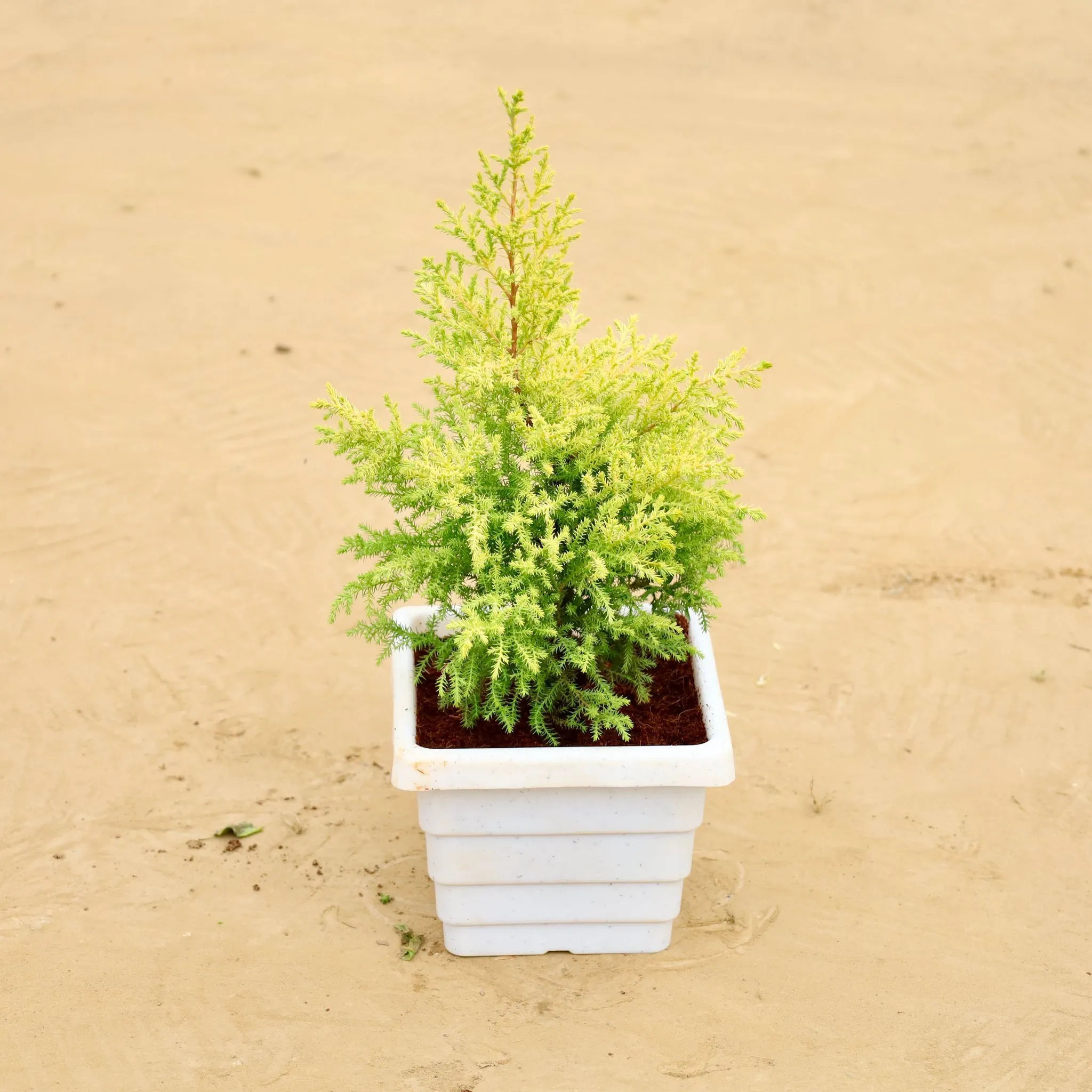 Golden cypress (~ 2 Ft) in 6 Inch White Marble Premium Orchid Square Plastic Pot
