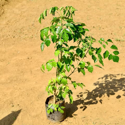 Radermachera / China Doll (~ 3.5 Ft) in 8 Inch Live Plant Nursery Bag