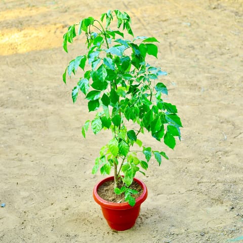 Radermachera / China Doll (~ 3.5 Ft) in 12 Inch Live Plant Terracotta Red Classy Plastic Pot