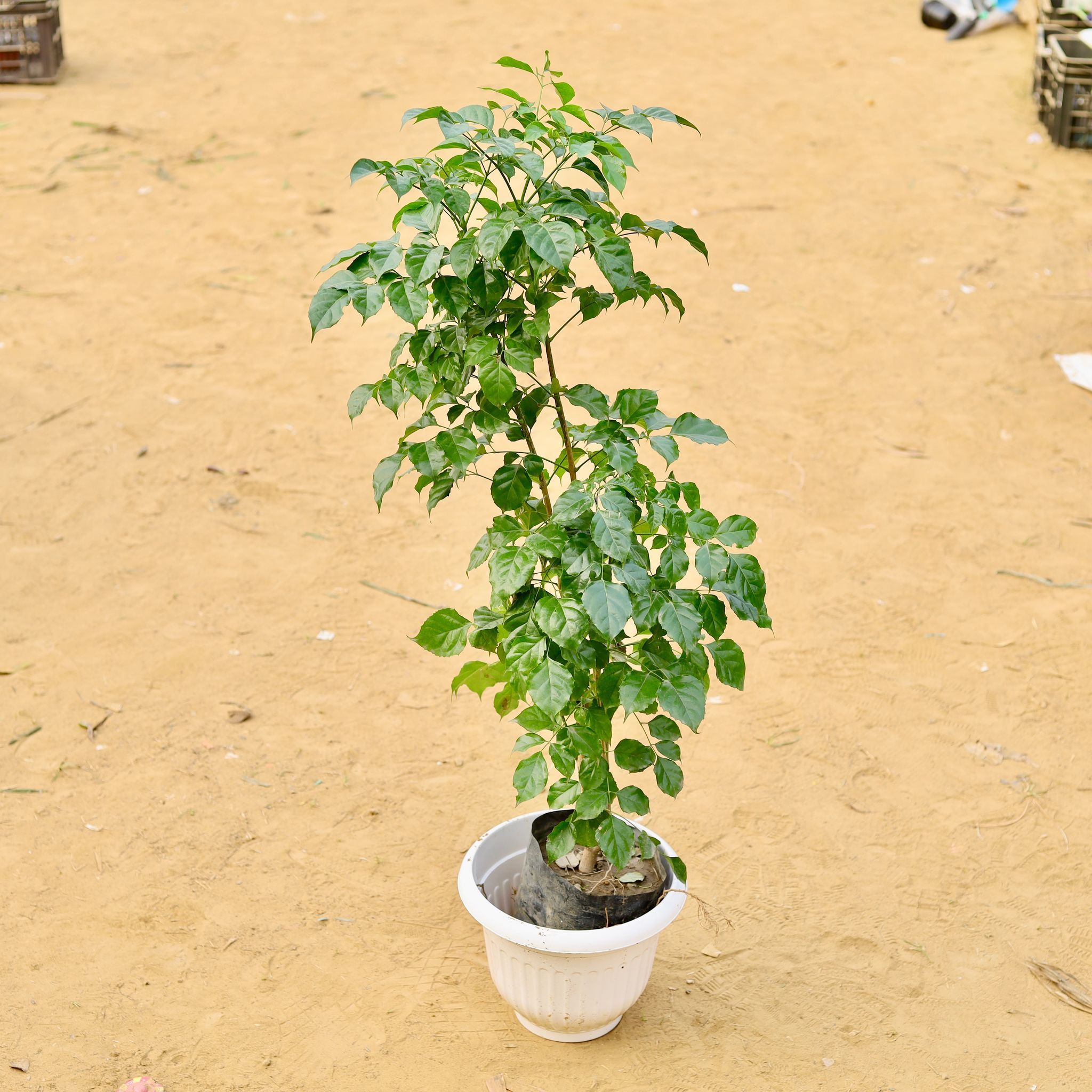 Radermachera / China Doll (~ 3.5 Ft) in 10 Inch White Olive Plastic Pot