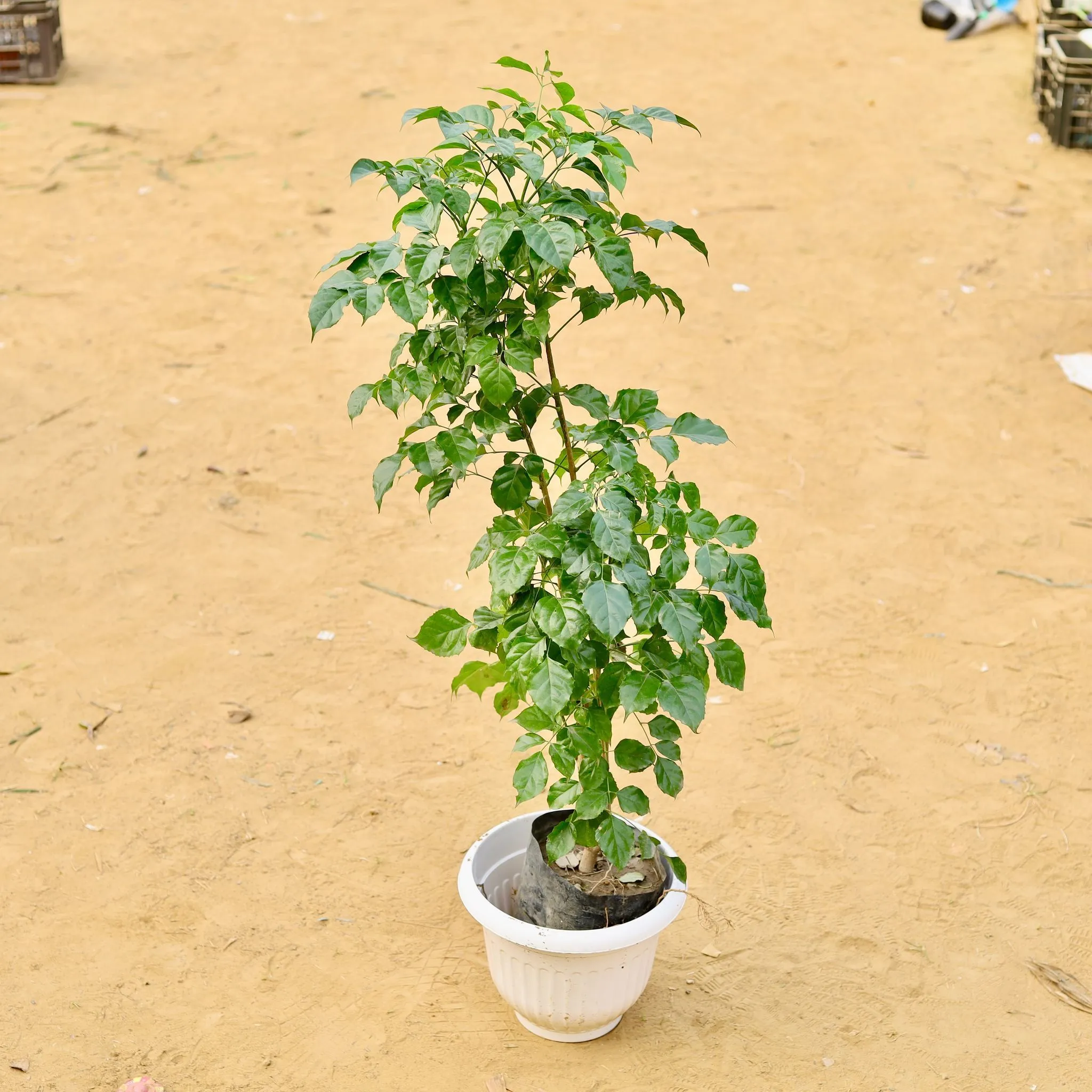 Radermachera / China Doll (~ 3.5 Ft) in 10 Inch White Olive Plastic Pot