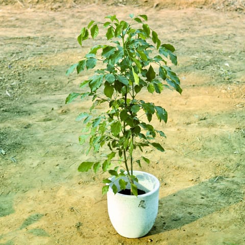 Radermachera / China Doll (~ 3.5 Ft) in 12 X 12 Inch White Premium Convessa Fiberglass Planter