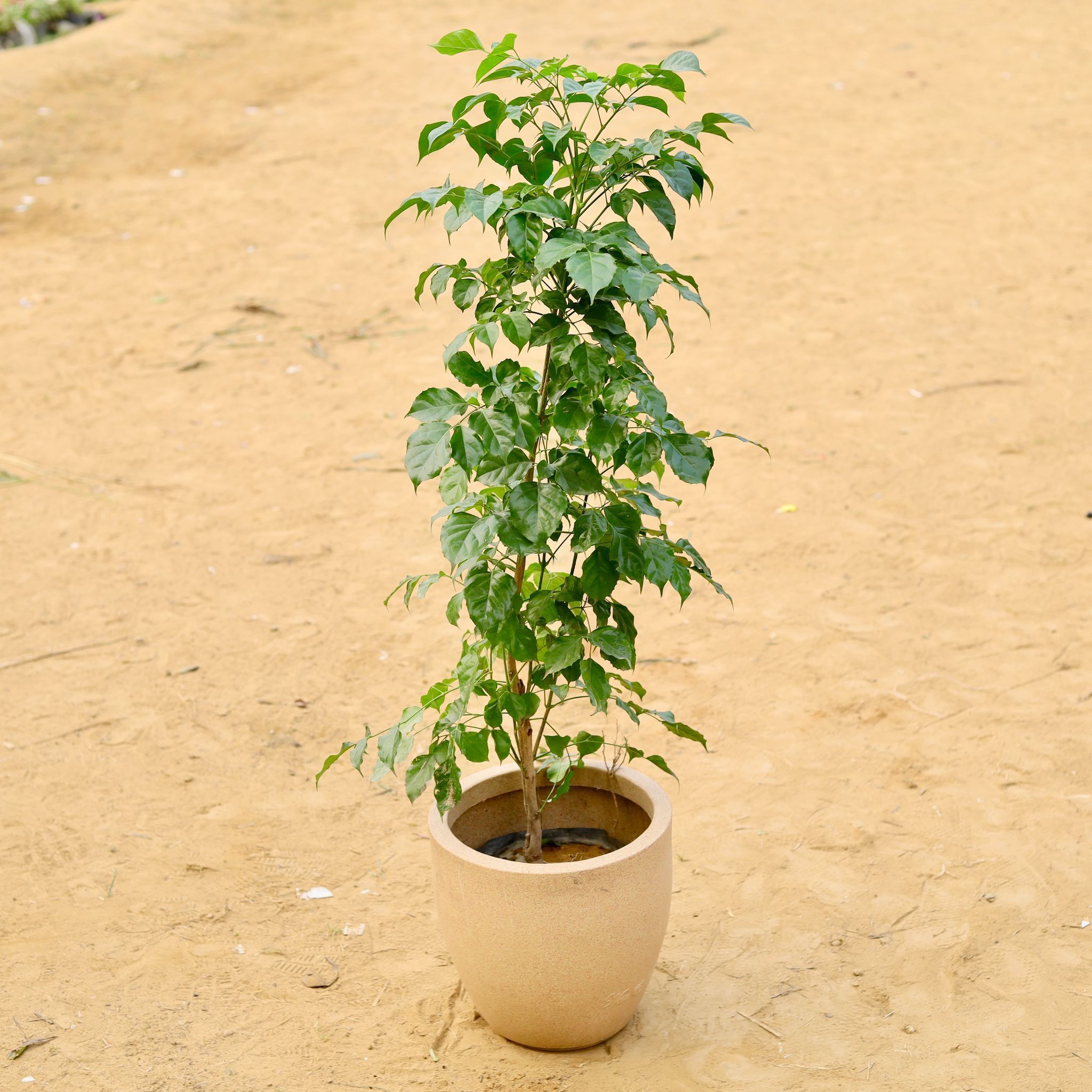 Radermachera / China Doll (~ 3.5 Ft) in 12 X 12 Inch Sandstone Premium Convessa Fiberglass Planter