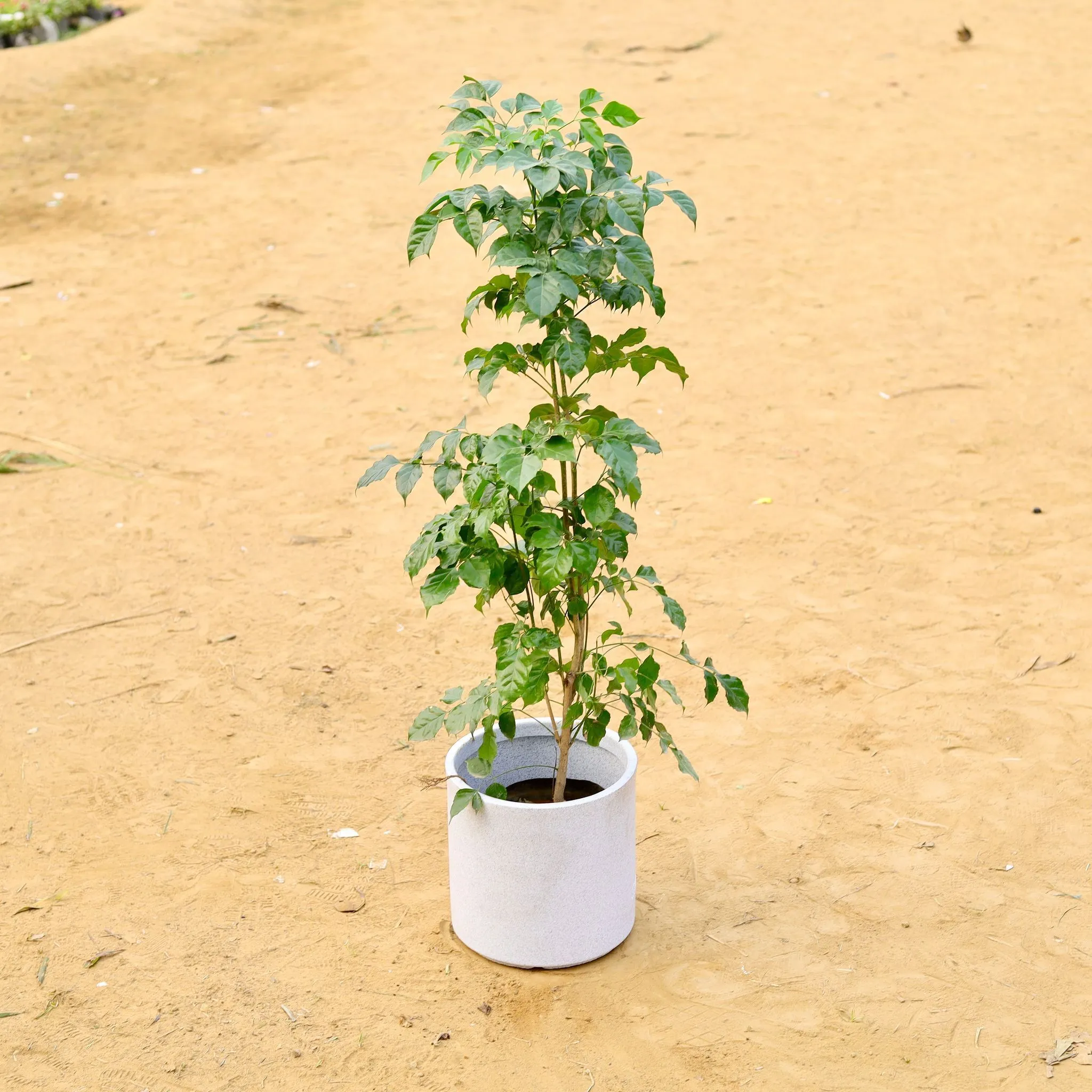 Radermachera / China Doll (~ 3.5 Ft) in 11 X 11 Inch White Premium Dochieo Fiberglass Planter