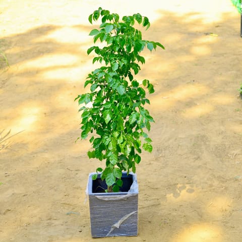 Radermachera / China Doll (~ 3.5 Ft) in 8 X 8 Inch Grey Premium Kyvos Fiberglass Planter