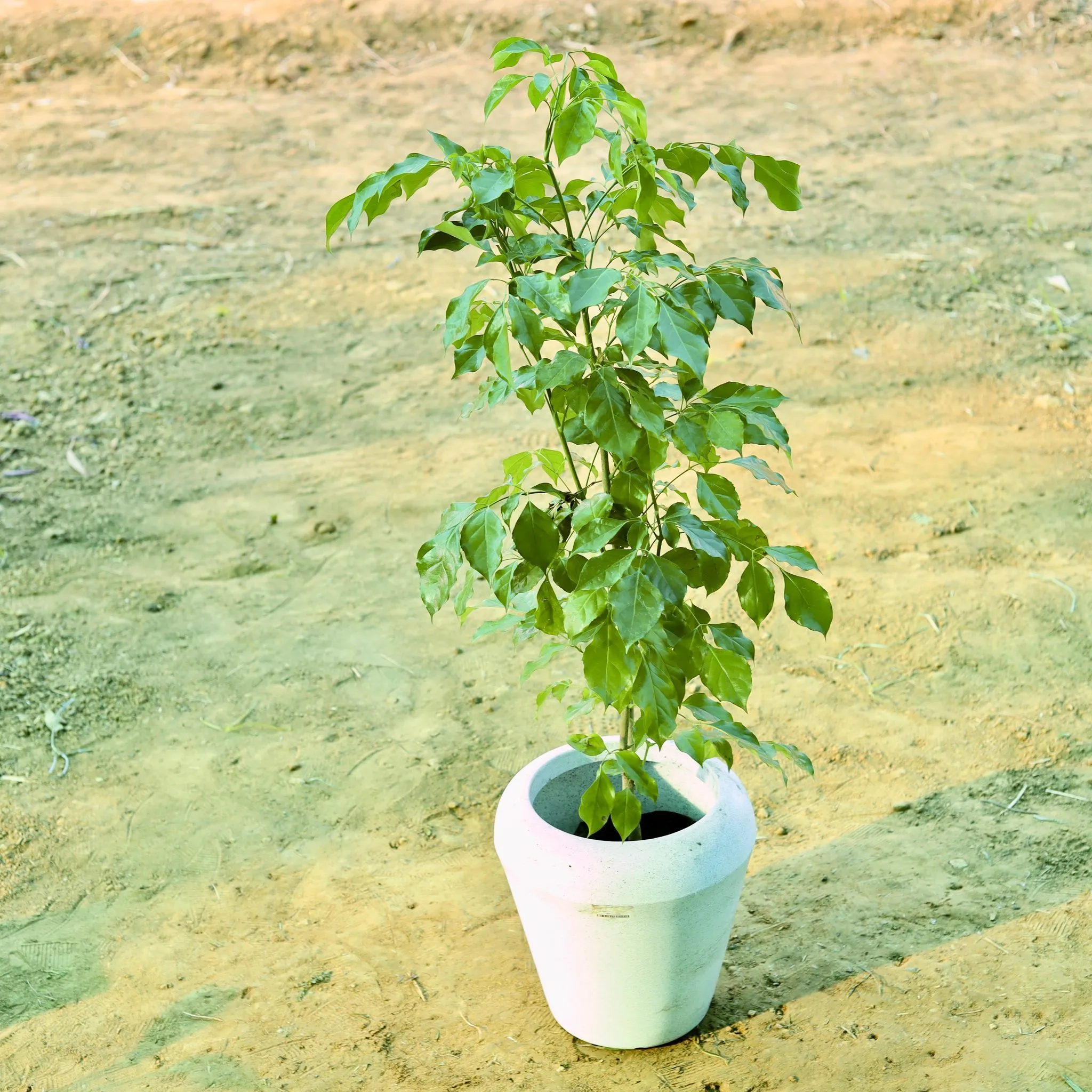 Radermachera / China Doll (~ 3.5 Ft) in 13 X 14 Inch White Premium Milo Fiberglass Planter