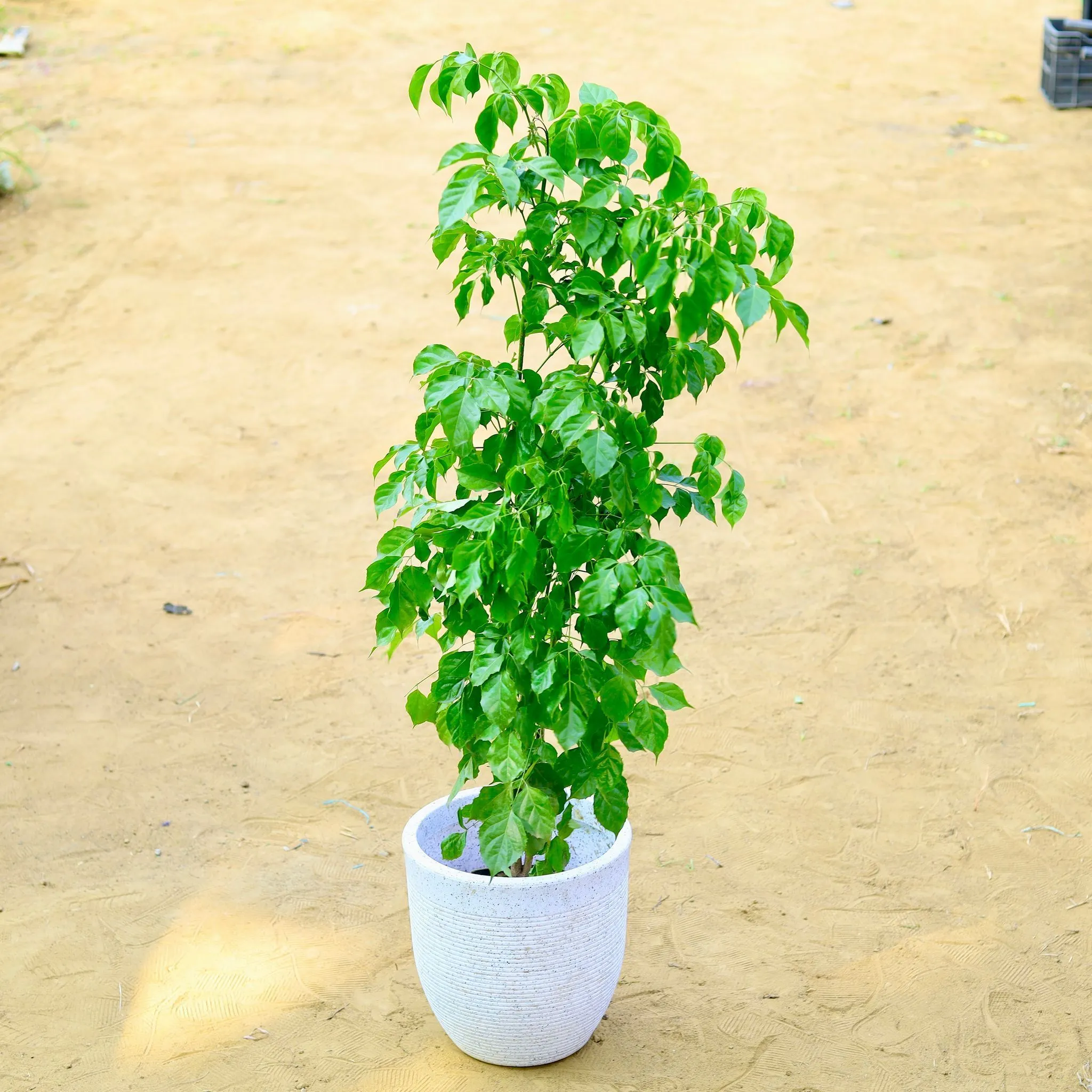Radermachera / China Doll (~ 3.5 Ft) in 12 X 12 Inch White Premium Orbis Fiberglass Planter