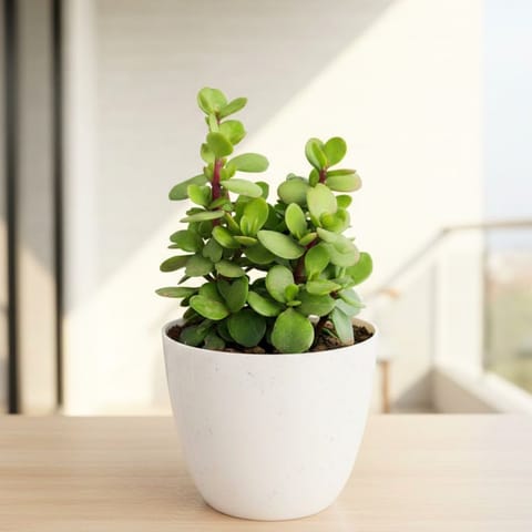 Pune Jade in 4 Inch White Premium Orchid Round Plastic Pot
