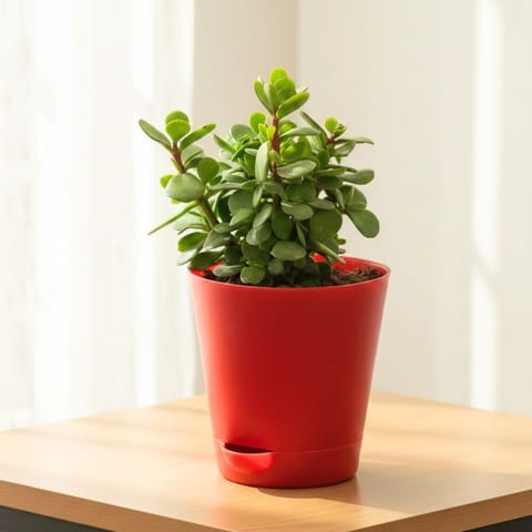 Pune Jade in 4 Inch Red Florence Self Watering Pot